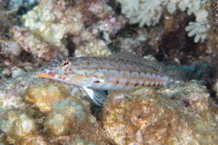 Parapercis clathrata
