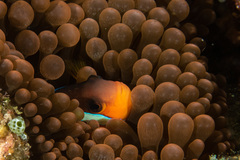 Amphiprion barberi