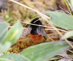 Bombus alpinus