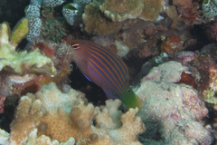 Pseudocheilinus hexataenia