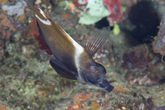 Heniochus varius