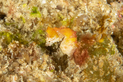 Hippocampus pontohi