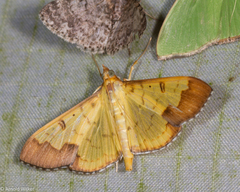 Meroctena staintonii