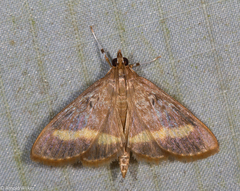 Crocidophora flavofasciata