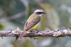 Social Flycatcher photo 2