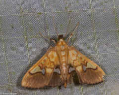 Nosophora