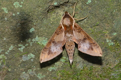 Rhagastis mongoliana