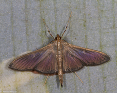 Coptobasis