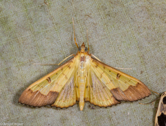 Meroctena tullalis
