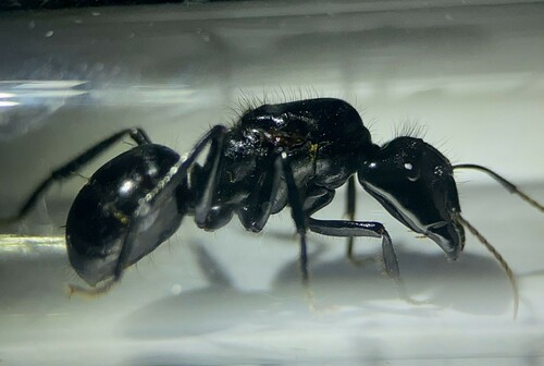 Camponotus satan