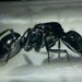Camponotus satan - Photo (c) B.A. Fidor, some rights reserved (CC BY-NC), uploaded by B.A. Fidor
