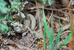 Takydromus hsuehshanensis