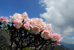 Rhododendron pseudochrysanthum