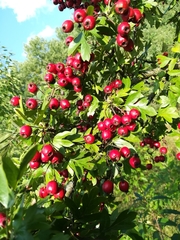 Crataegus