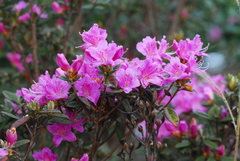 Rhododendron rubropilosum