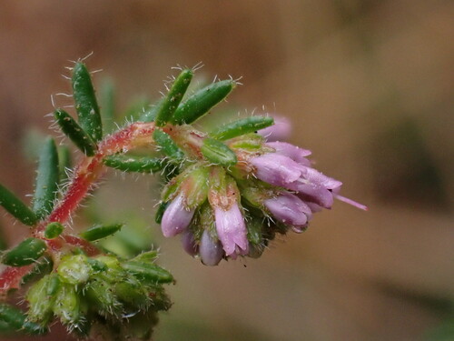 Image of Erica glabella by (c) Ren Hoekstra, some rights reserved (CC BY)