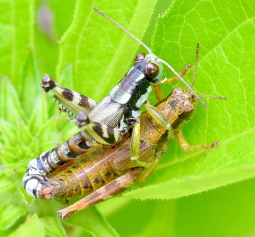 Green-legged Grasshoppers photo 2