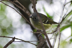 Vireo cassinii