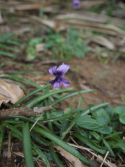 Viola confusa