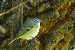 Vireo cassinii