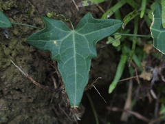 Solena amplexicaulis