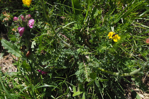 Image of Tufted Lousewort (Pedicularis gyroflexa) by (c) Sylvain Gérard, some rights reserved (CC BY)