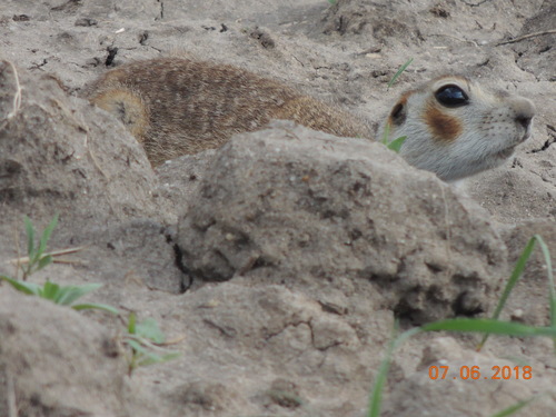Red-cheeked Ground Squirrel