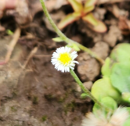 Erigeron bellioides observed 2023-06-23
