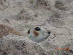 Spermophilus erythrogenys