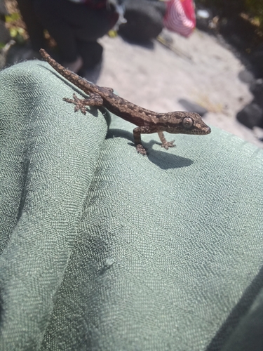 Lepidodactylus lugubris observed 2023-06-17