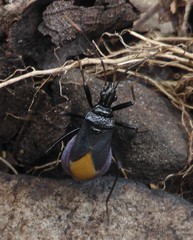 Dindymus schoenitzeri