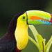 Keel-billed Toucan - Photo (c) Greg Lasley, some rights reserved (CC BY-NC), uploaded by Greg Lasley