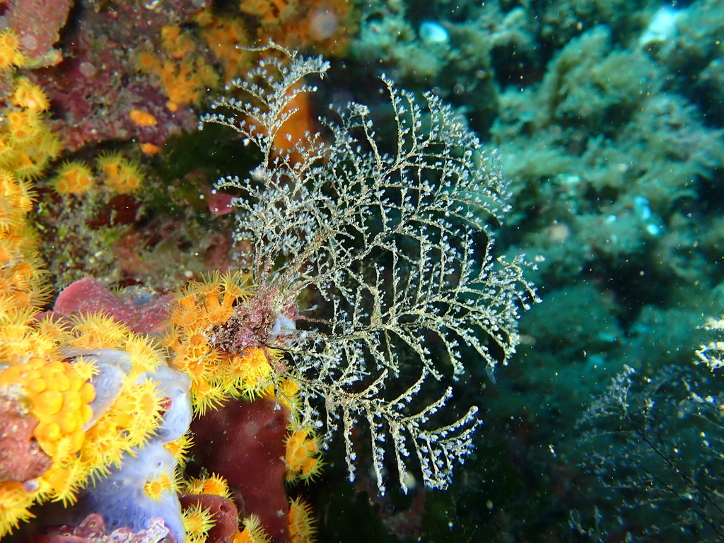Pennaria