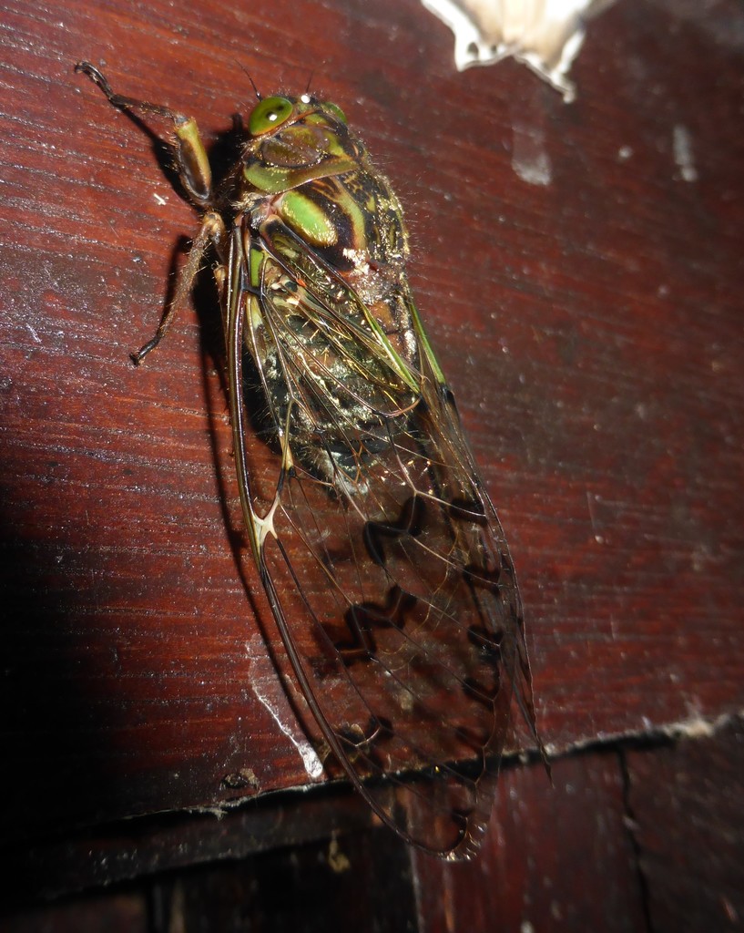 Cosmopsaltria signata