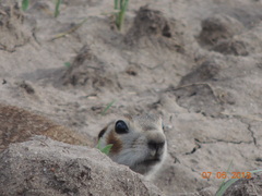Spermophilus erythrogenys