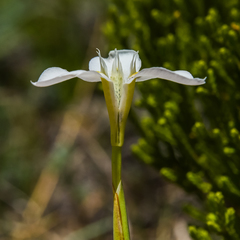 Moraea albicuspa
