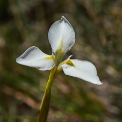 Moraea albicuspa