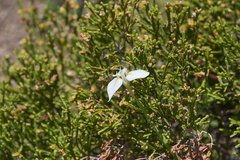 Moraea albicuspa