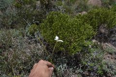 Moraea albicuspa