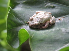 Kurixalus eiffingeri