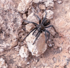 Aphonopelma superstitionense
