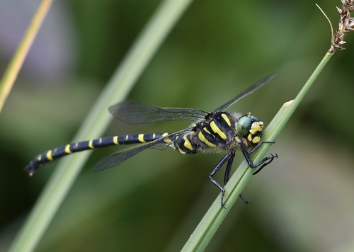 Golden-ringed Dragonfly
