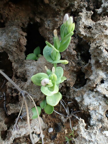 Schenkia sebaeoides observed 2021-05-06