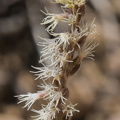 Holothrix scopularia