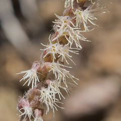 Holothrix scopularia