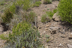 Holothrix scopularia