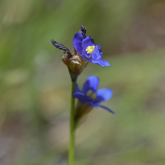 Aristea montana