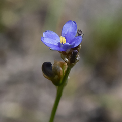 Aristea montana