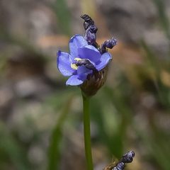 Aristea montana