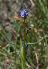 Aristea montana